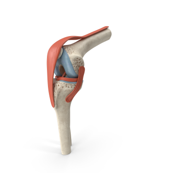 Knee Joint Icon